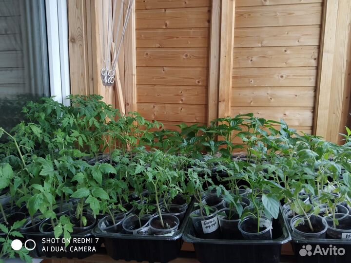 Продаю рассаду томатов и перцев