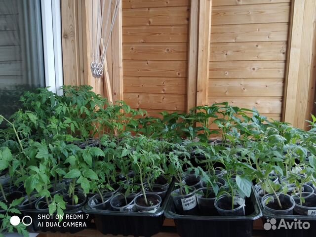 Продаю рассаду томатов и перцев
