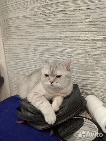 Шатланская кошка