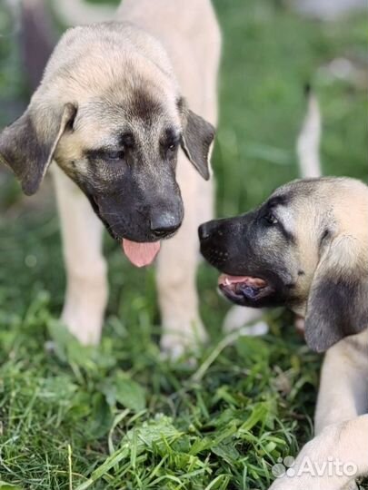 Турецкий кангал (щенки кобели)