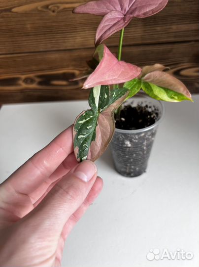 Сингониум ред спот триколор