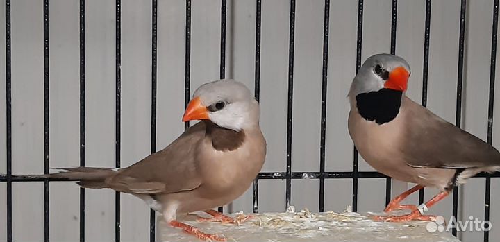 Птицы амадины