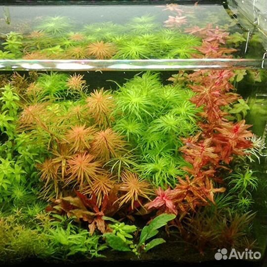 Аквариумные растения