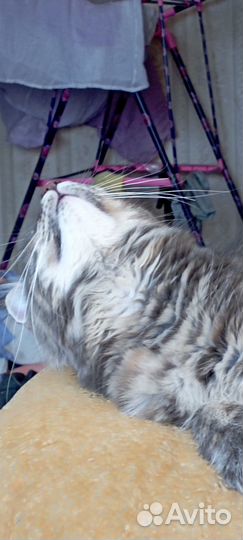 Кошки мейн-кун