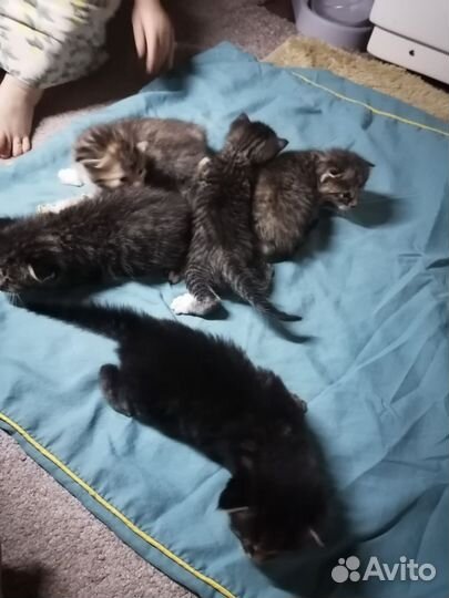 Котята в добрые руки