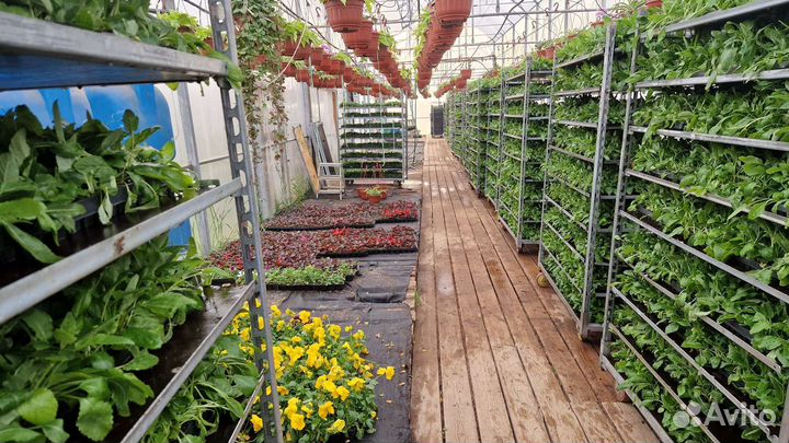 Работники в теплицу