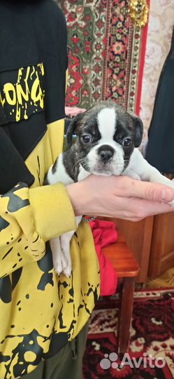 Французский бульдог щенки