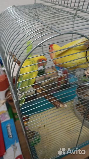 Попугаи неразлучники