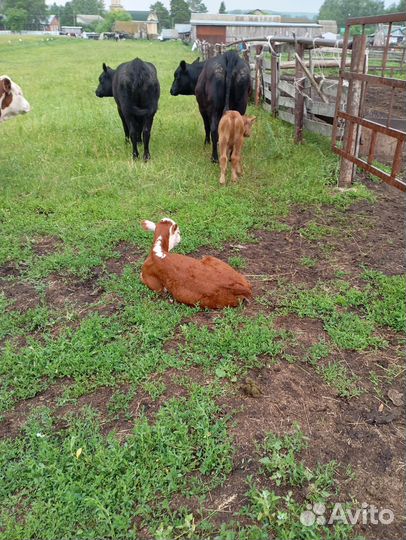 Продаются Абердин ангус