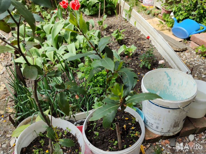 Саженцы лаврового листа