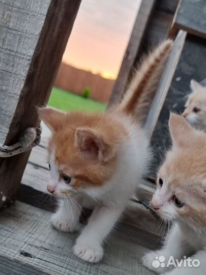 Котята в добрые руки бесплатно