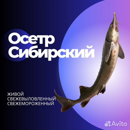 Рыба царская деликатесная с доставкой