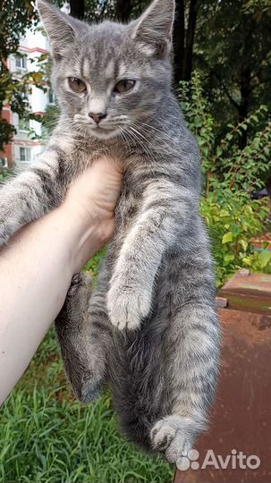 Зверь, именуемый 