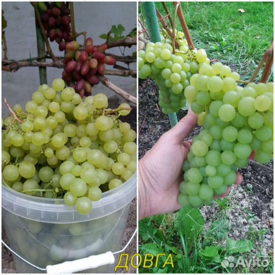 Виноград в Подмосковье