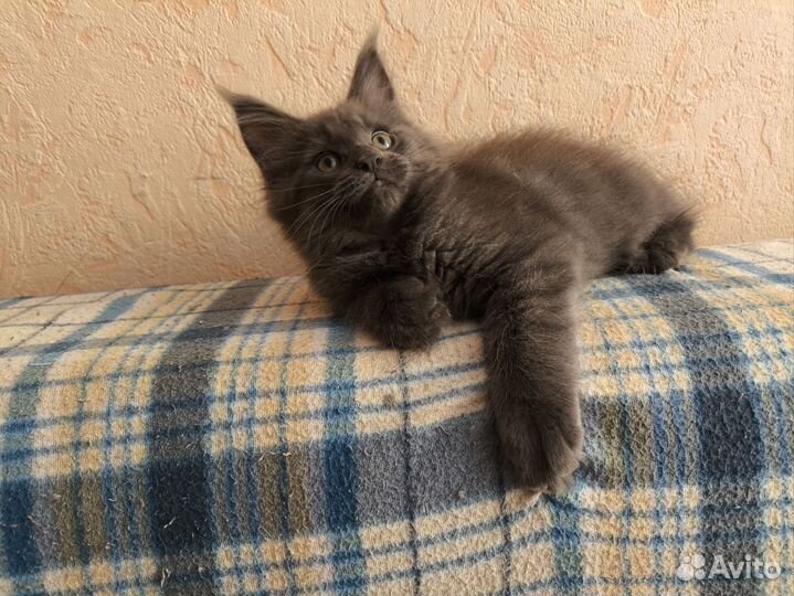 Котята мейн-кун