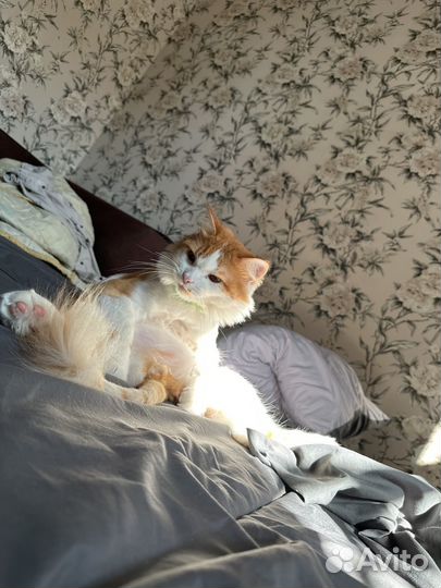 Отдам кота в добрые руки