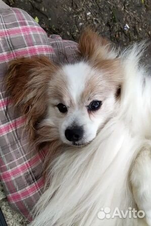 Потерялся старичок папийон