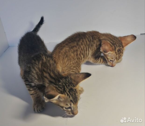 Ориентальные котята