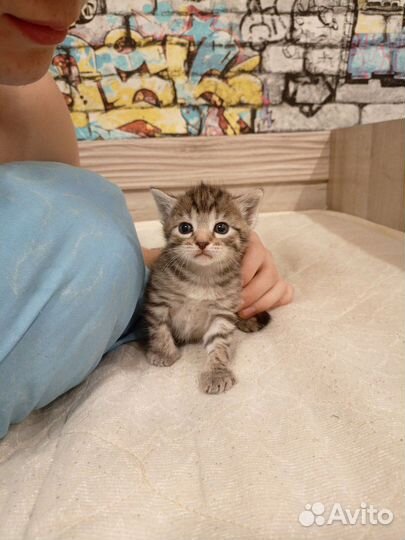 Котики бесплатно