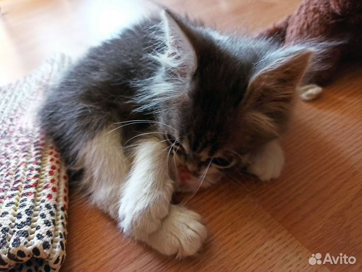 Вот такая маленькая красота ищет дом