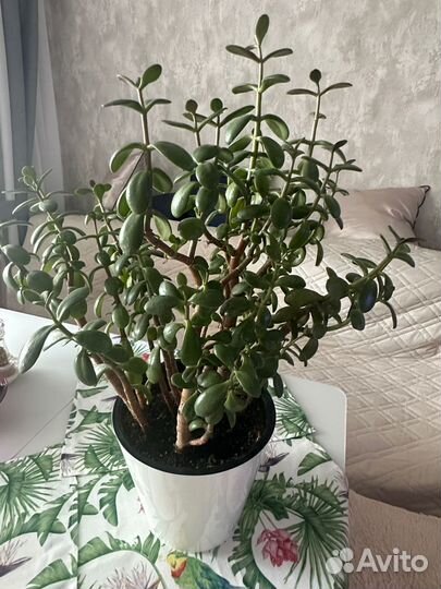 Толстянка денежное дерево