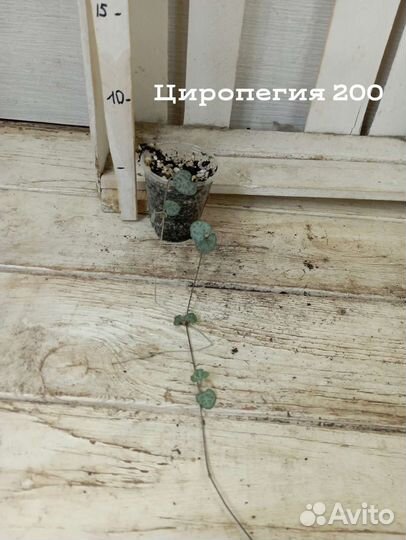 Комнатные цветы растение церопегия Вуда