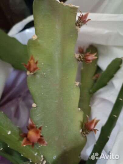 Комнатные цветы