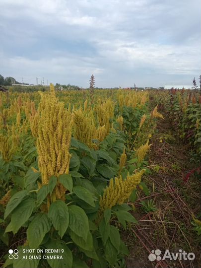 Семена амаранта