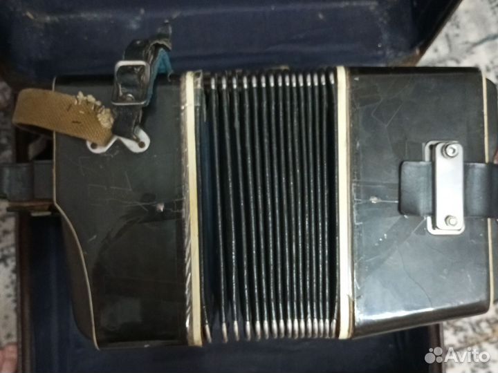 Баян вологодский