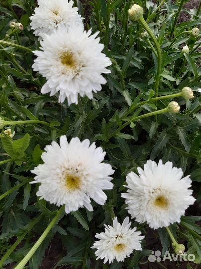 Ромашка Фиона