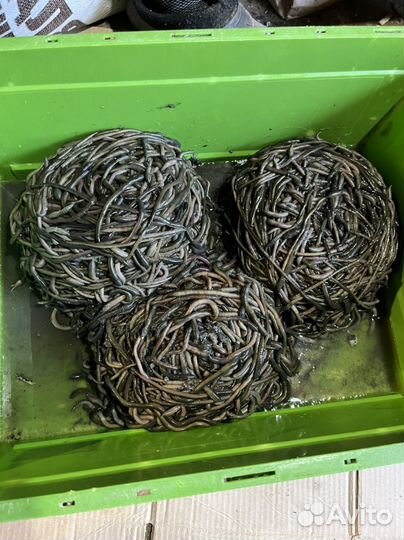 Черви зеленые