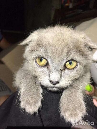 Кошка веслоухая