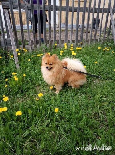 Малый немецкий шпиц, мальчик,возраст 5лет,вязка