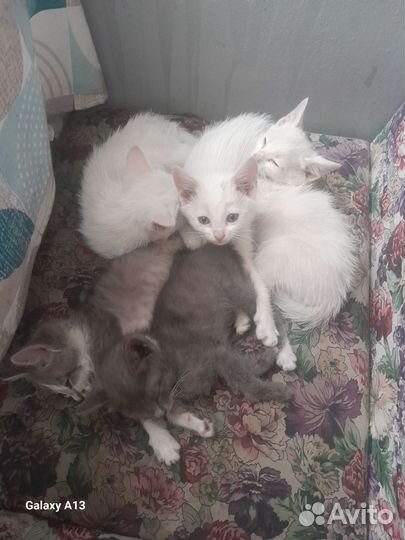 Котята в добрые руки