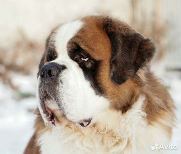 Сенбернары