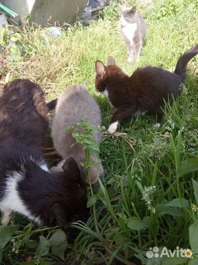 Котята в добрые руки