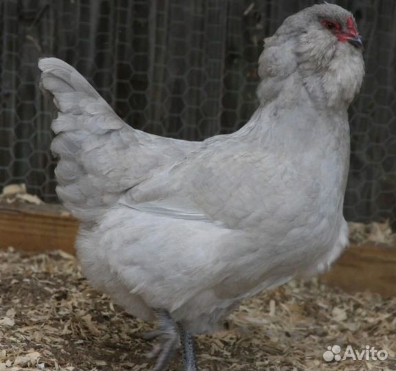 Инкубационное яйцо амераукана лаванда