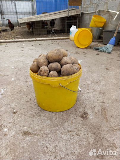 Продам картофель