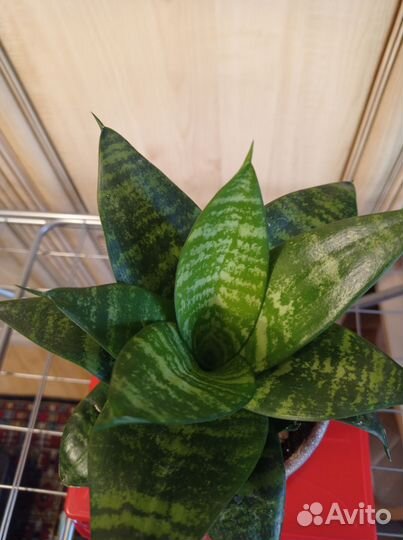 Укорененные черенки карликовой сансельверии