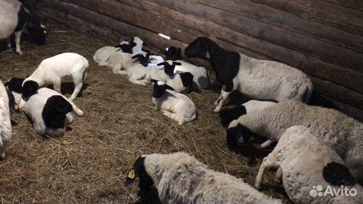 Продам овец Дорпер