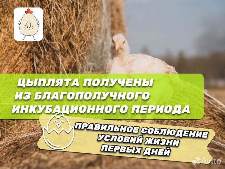 Подрощенный корнишон/цыплёнок табака