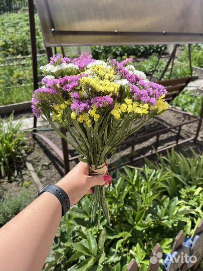 Цветы сухоцветы