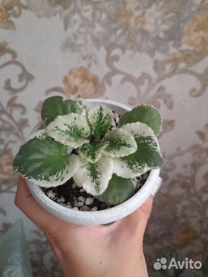 Фиалка сортовая Frozen in time