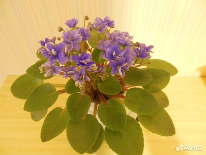 Цветущие фиалки