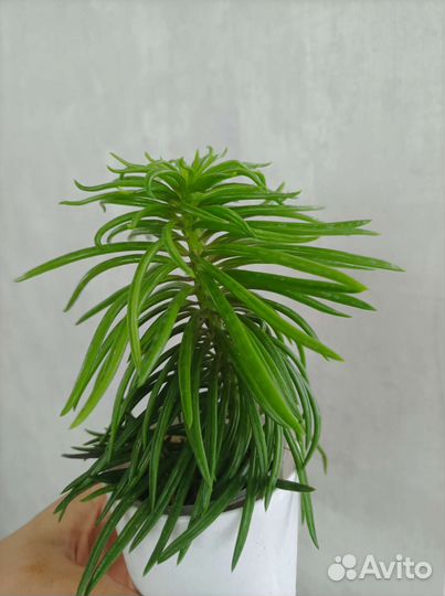 Пеперомия феррейра