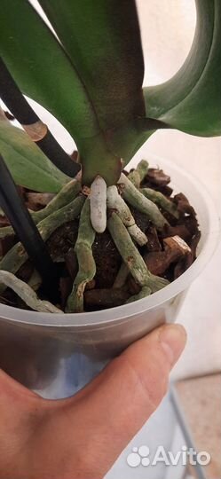 Орхидея фаленопсис Карин Алоха Karin Aloha