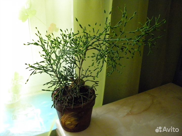 Хатиора саликорнеивидная (Hatiora salicornioide)