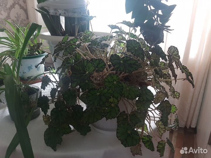 Комнатные цветы