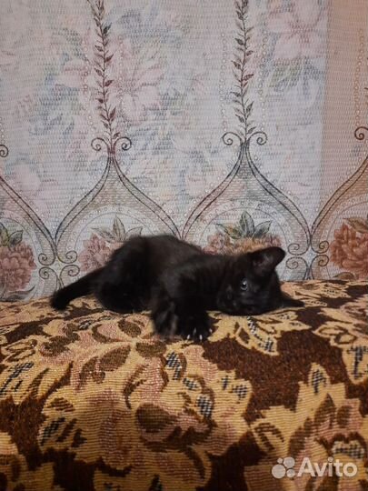 Котенок в добрые руки