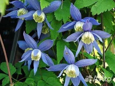 Клематис 2 гр. Альпина Блю (Alpina Blue)